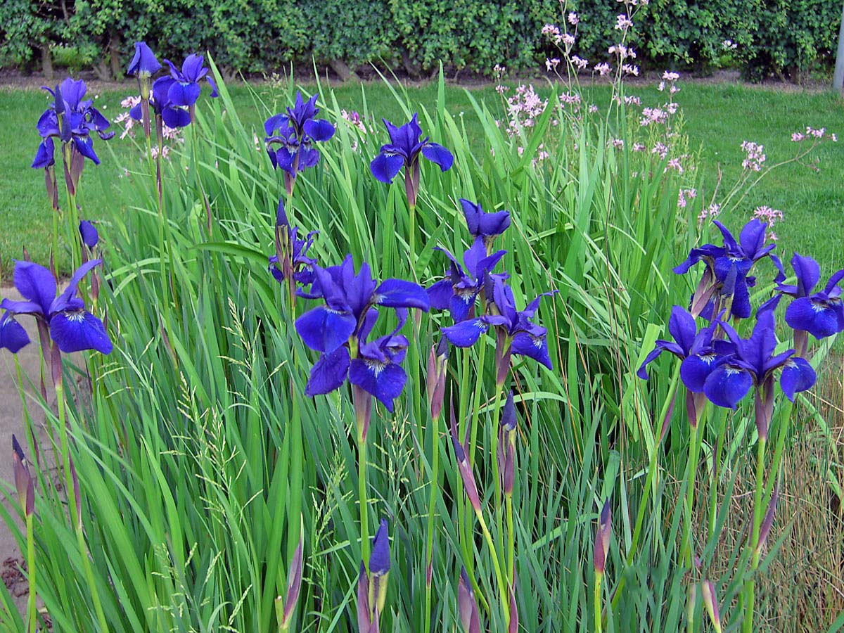 iris sibirica wiesenschwertlilie